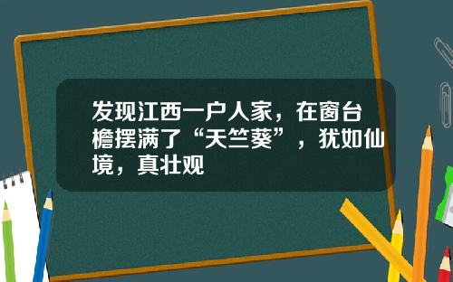 发现江西一户人家，在窗台檐摆满了“天竺葵”，犹如仙境，真壮观
